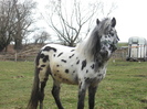 ORLANDO APPALOOSA