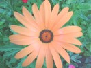 Osteospermum - African Daisy orange