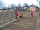 morcov,patrunjel,ridichi