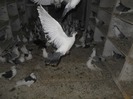 corespondenta 047