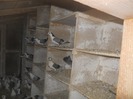 corespondenta 048