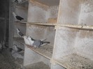 corespondenta 053
