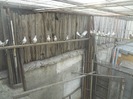 corespondenta 062