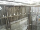 corespondenta 063