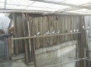 corespondenta 066