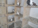 corespondenta 070