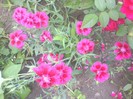 garofite dianthus chinesis