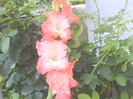 gladiola