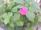 impatiens sporul casei