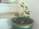 pui ficus benjamin