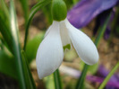 Snowdrop (2011, March 27)