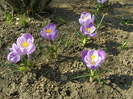 Crocusi