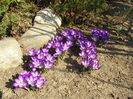 Crocusi