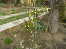 Jasminum de iarna