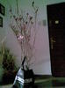 Magnolie 1.8 -1.9 m inaltime! (OBI)