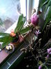 clivia si magnolia 27.03.2011