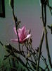27.03.2011 magnolie