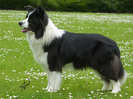 border-collie12