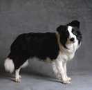 border-collie-226883