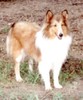 collie