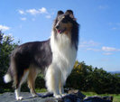 collie_modelo