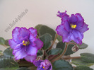 Saintpaulia Bloomlover s Cat 9