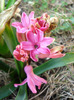 Pink Hyacinth_Zambila (2011, Mar.26)