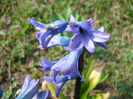 Blue Hyacinth_Zambila (2011, Mar.27)