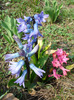 Hyacinths_Zambile (2011, March 27)