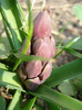 Pink Hyacinth_Zambila (2011, Mar.27)