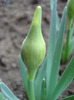 Daffodil_Narcisa (2011, March 28)
