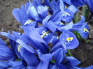 Iris reticulata Blue (2011, March 28)