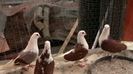 IMGA0924