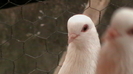 IMGA0953