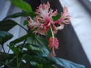 Schizopetalus (28-x-2010) 003