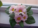 PRIMULA X HORTENSIS