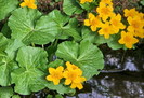 calcea calului - Caltha palustris