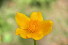 calcea calului - Caltha palustris