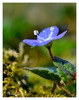 veronica persica