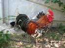 IMG_7181 - cocosul nostru