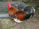 IMG_7198 - cocosul nostru
