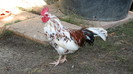 IMG_7742 - cocos alb cu negru