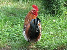 IMG_7767 - cocosul nostru