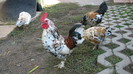IMG_7784 - cocos incaltat alb cu negru