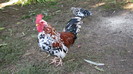 IMG_7829 - cocosul nostru vechi