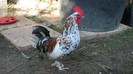IMG_7838 - cocos alb cu negru incaltat