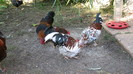 IMG_7863 - cozi de cocosi