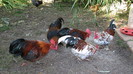IMG_7864 - cocosi