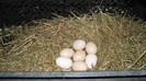 IMG_5162 - puii au inceput sa faca oua - primele oua facute de pui