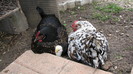 IMG_1661 - puiul alb primul sarit din cuibar
